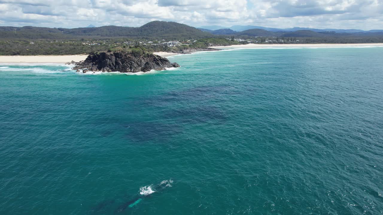 ballenas jorobadas nadando en el océano pacífico sur cerca del cabo norries en nsw, australia