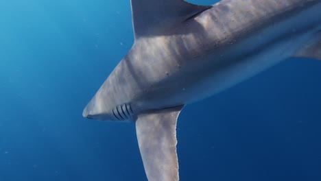 beautiful sandbar shark closeup slomo