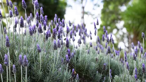 las flores de lavanda se balancean en un jardín