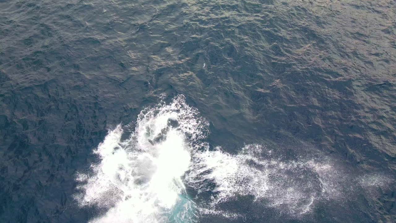 혹등고래가 침입하여 물 밖으로 몸을 던지는 것 - 호주 뉴사우스웨일스의 본다이 해변에서 고래 관찰