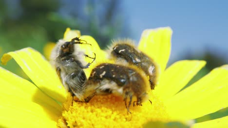 Two-beetles-on-top-of-bright-yellow-flower-procreating-in-upright-position,-one-onlooker