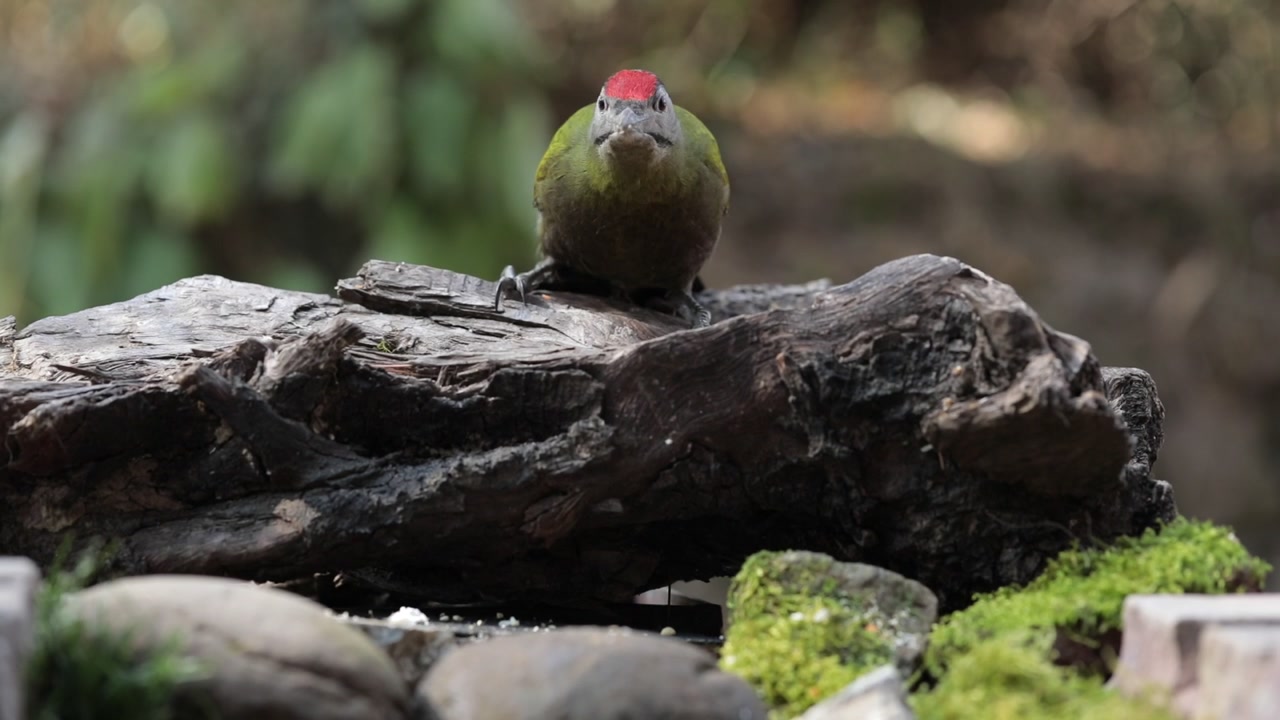 Um pica-pau-de-cabeça-cinza em um tronco de madeira.
