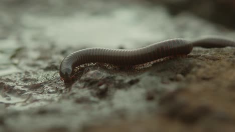 millipede crawling on wet soil near water in a natural outdoor environment, close-up