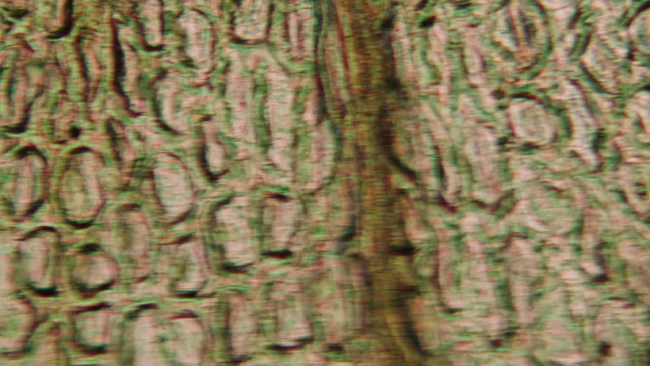 Microscopic View of Intricate Plant Tissue Cells