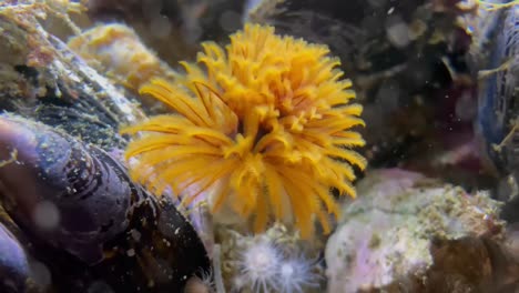 Gelbe-Staubwedelwürmer.-Unterwasseraufnahmen-In-Hd