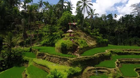 drone shot with amazing composition of a hut in the center of rice terraces in ubud on bali, indonesia