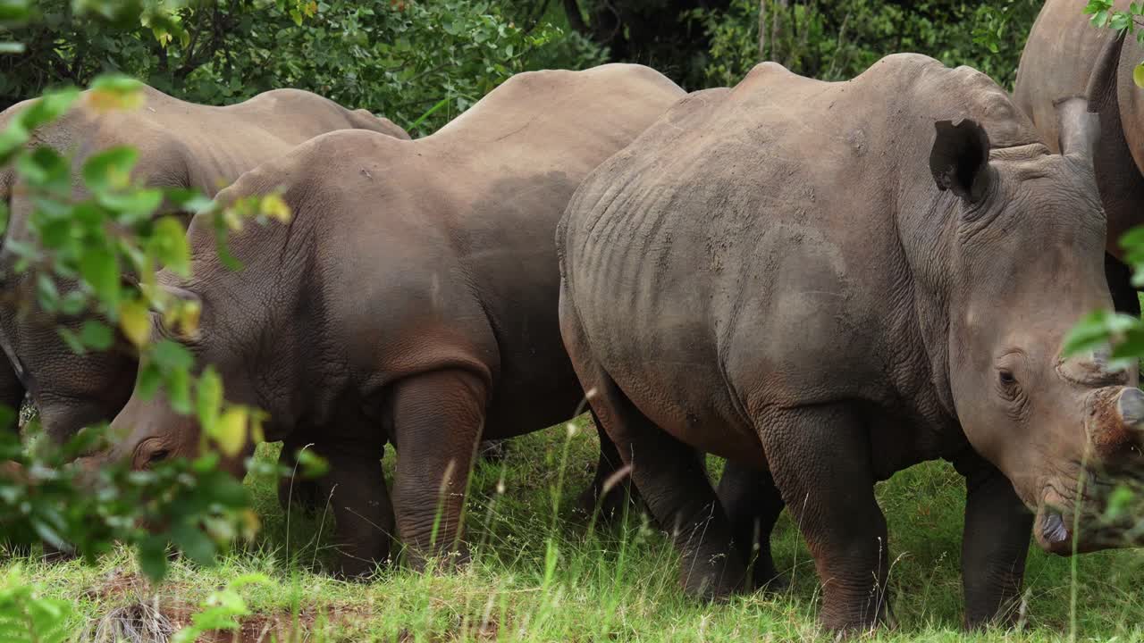 a group of nearly extinct white rhinos looking into the camera. they look calm