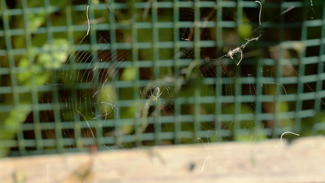 과수원 거미가 그 웹의 중앙에 기어다니는 클로즈업