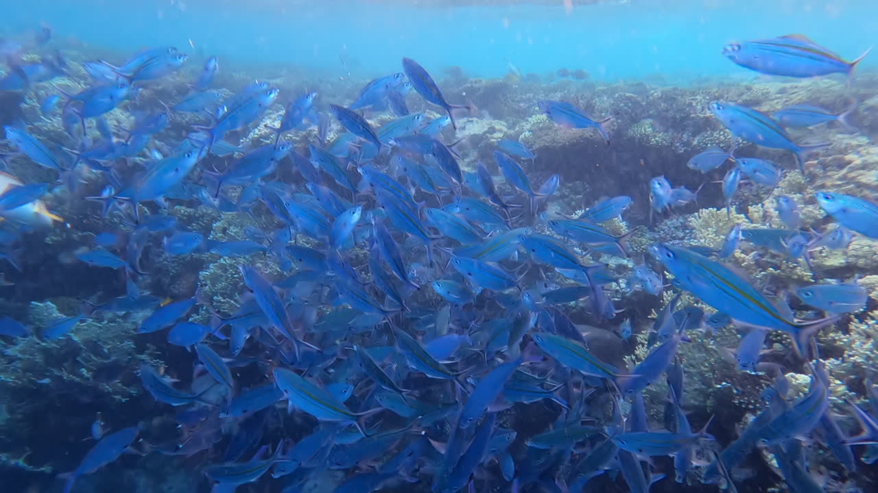 A school of Caesio fish swimming in the red sea