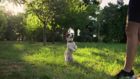 un jack russell terrier juega a buscar con su dueño en un parque