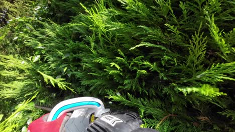 Chestmount-view-of-hedge-trimmer-cutting-hedge-on-a-sunny-day