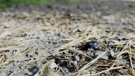 Japanese-rhinoceros-beetle-walks-across-forest-floor-with-needles