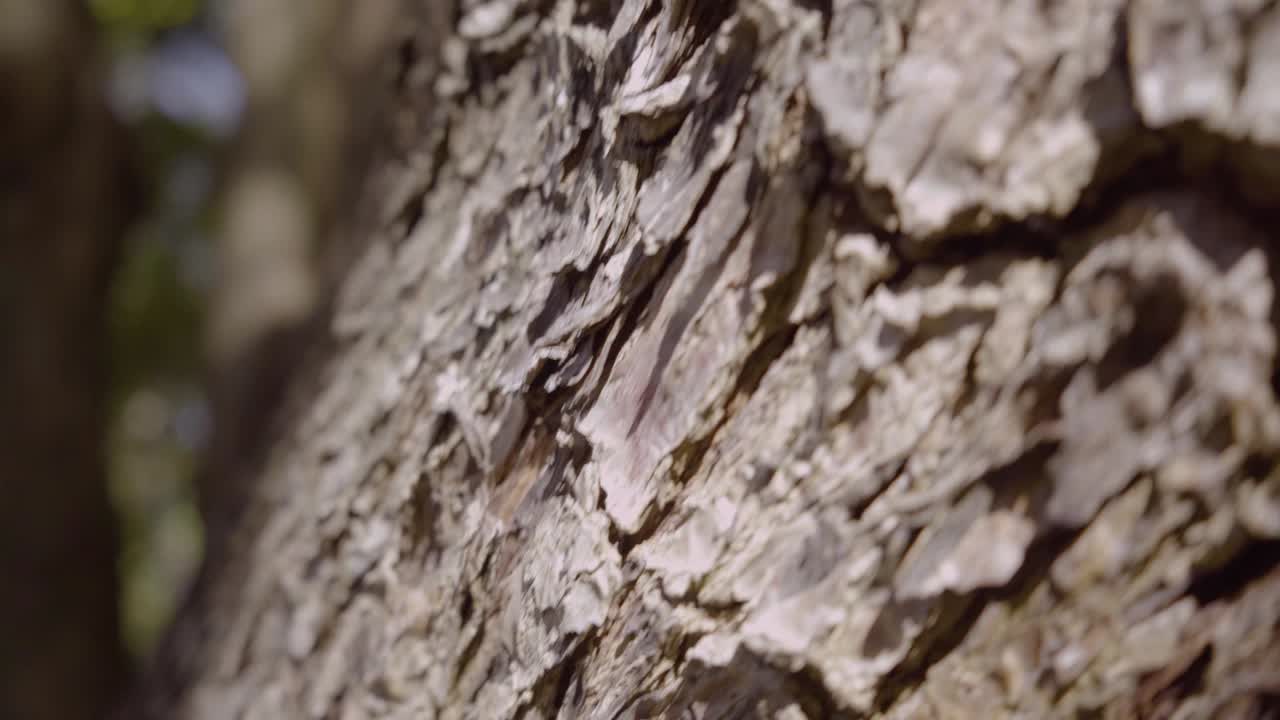 자연 일광 공원 시티 정원 잔디 휴가 이파리 분기 여행 맑은 트렁크 나무 껍질 나무 오래된 나무 녹색 클로버 이끼 여행 샷