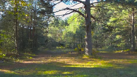 camera moves horizontally through lonely autumn forest with trail, large pine tree in the middle at nõmme, estonia. warm light shines on green trees, creating shadows on the forest floor during day.