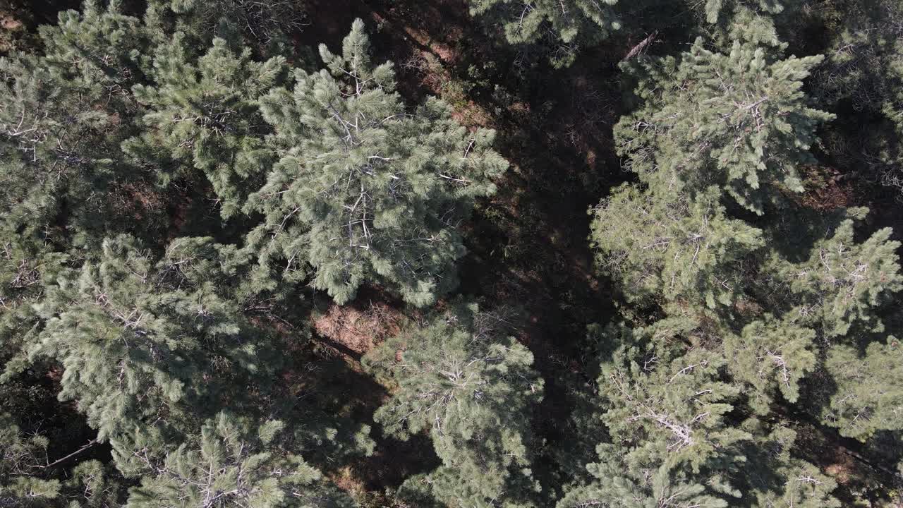 drone aéreo bosque 1