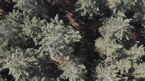 drone aéreo bosque 1