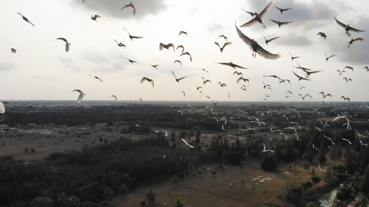 Flock Of Birds Flying Past Over Rural Farmland In Chennai, India. Follow Shot, Aerial