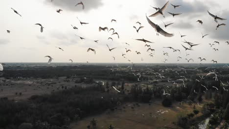 flock of birds flying past over rural farmland in chennai, india. follow shot, aerial