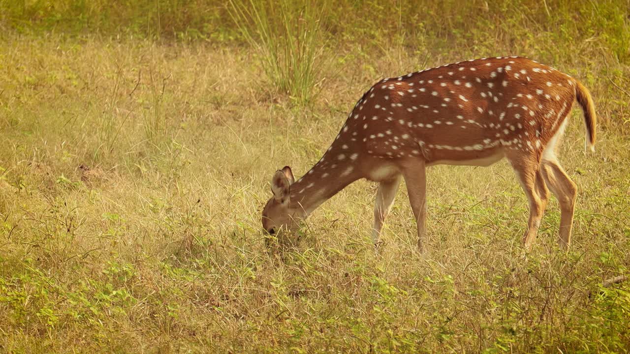 chital o cheetal, también conocido como venado manchado, venado chital y venado de eje, es una especie de venado que es nativa del subcontinente indio. parque nacional de ranthambore sawai madhopur rajasthan india