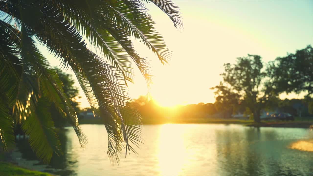 Beautiful Florida palms glisten in the sun as it sets