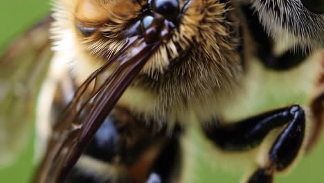 extreme close-up of a bee's head