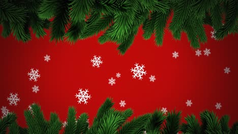 Animation-of-snow-falling-with-fir-tree-branches-on-red-background