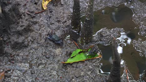 tree-climbing crabs foraging on the sediments and rotten leaves, chasing away the little one in the muddy mangrove mudflats, close up shot capturing the marine creature during low tide period.