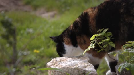 curious calico domestic cat in a yard