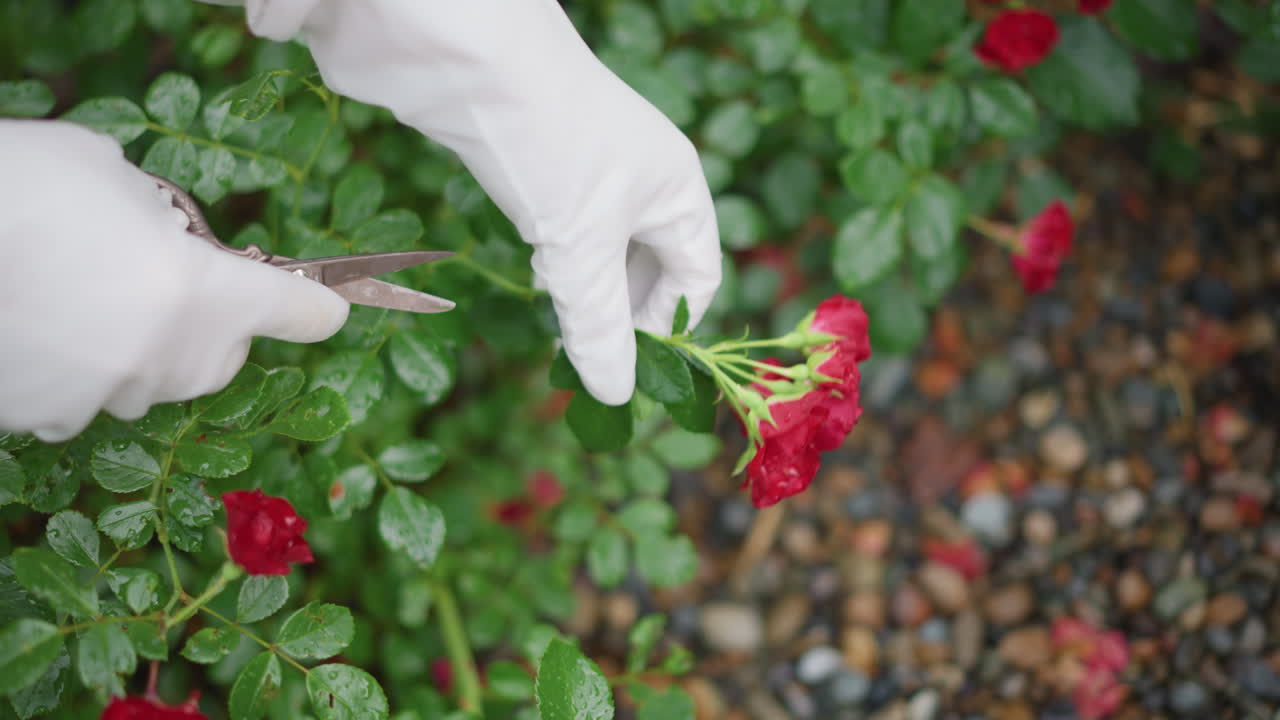 Closeup white gloves pruning red rose in damp garden bed, careful shears cutting stem, leafy green foliage, tiny dew droplets on leaves, pebbled path background, focused hands performing delicate