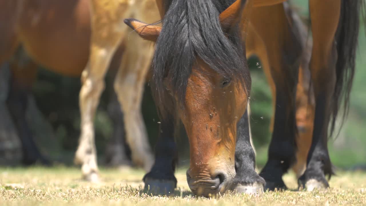 Rare footage of a group of wild horses