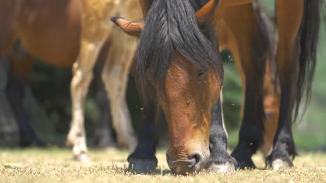 rare footage of a group of wild horses