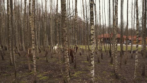 Hay-Tres-Alpacos-En-El-Bosque-De-Abedules