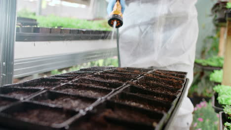 watering seedlings in a greenhouse