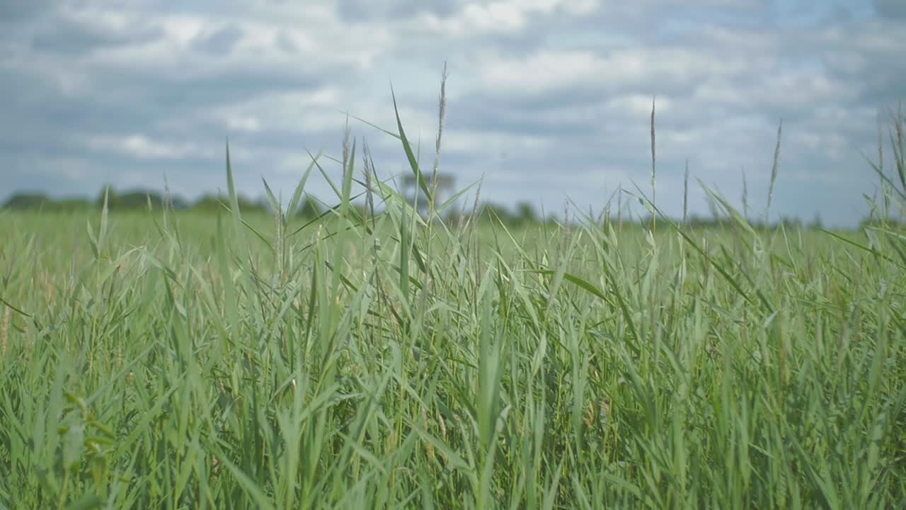 una torre de vigilancia está fuera de foco en un campo de caña soplando suavemente y balanceándose en el viento