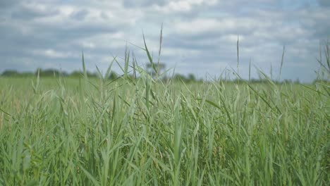 una torre de vigilancia está fuera de foco en un campo de caña soplando suavemente y balanceándose en el viento