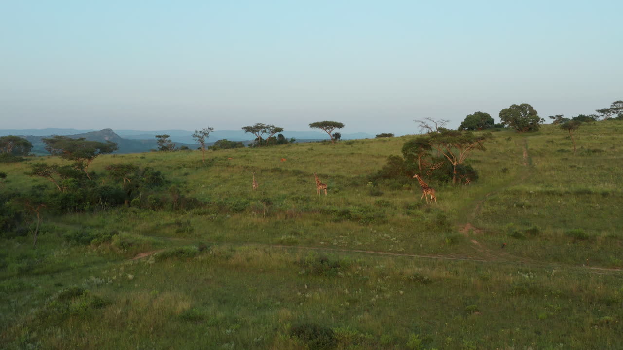 Spettacolari giraffe africane in lontananza che camminano in una suggestiva riserva faunistica privata verde in una giornata di cielo azzurro e senza nuvole, Sudafrica, statica