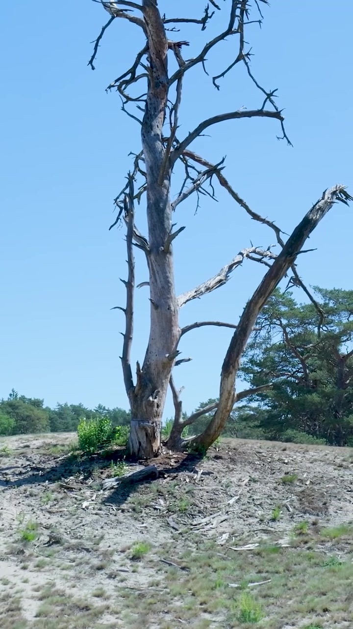 Albero secco su un pendio sabbioso contro un cielo azzurro limpido