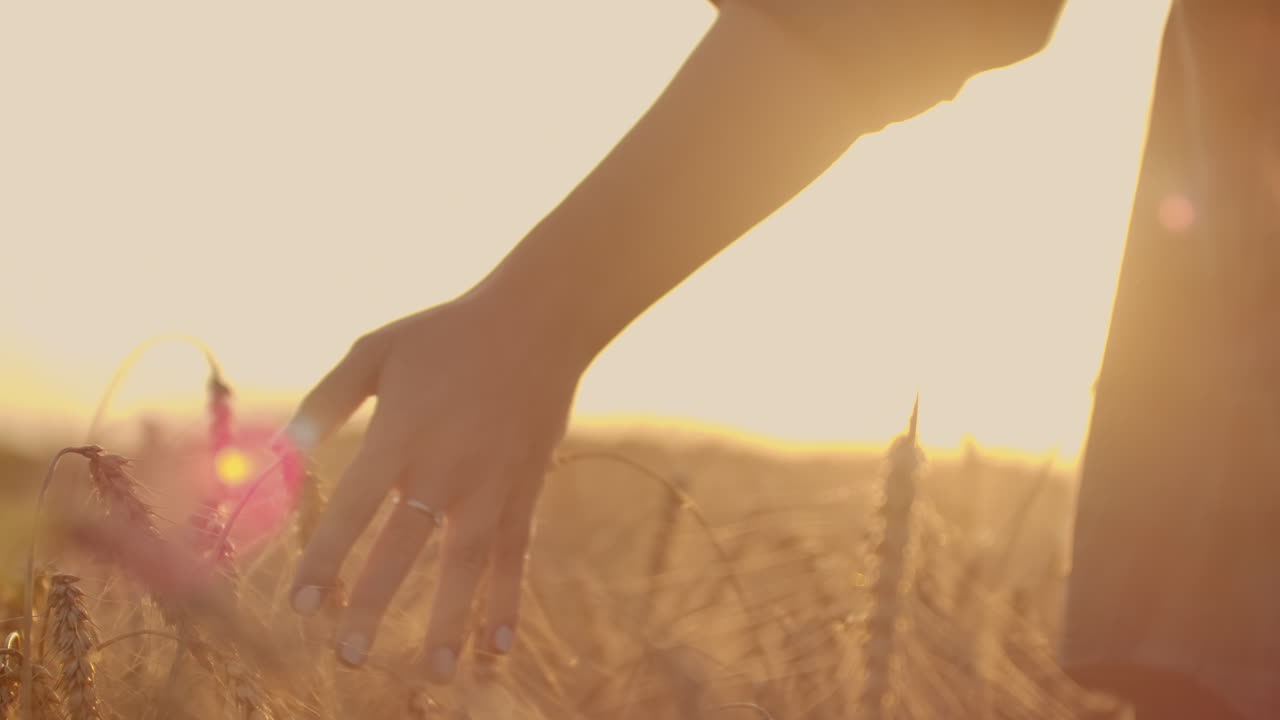 A female farmer in a plaid shirt with a tablet computer in her hands is walking across a wheat field at sunset checking. The quality and maturity of the crop