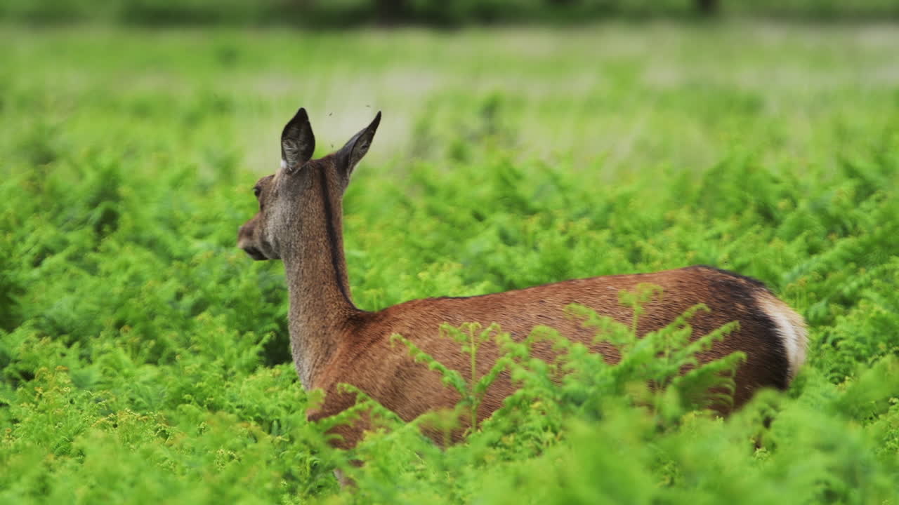 Beautiful female red deer standing between green plants turning head around