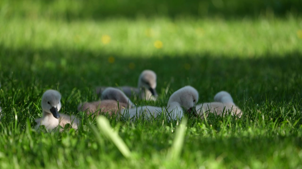 Close up of young ducks resting and walking on green grass near the shore of Walensee lake in Walenstadt, Switzerland.