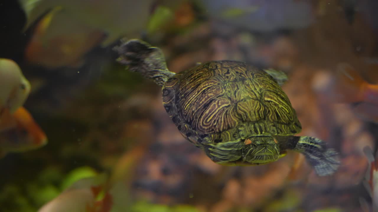 Turtle swimming in an aquarium