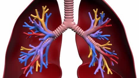 detailed anatomical study of lungs: a close-up view showing the complex structure of bronchi, bronchioles, and alveoli in the human respiratory system