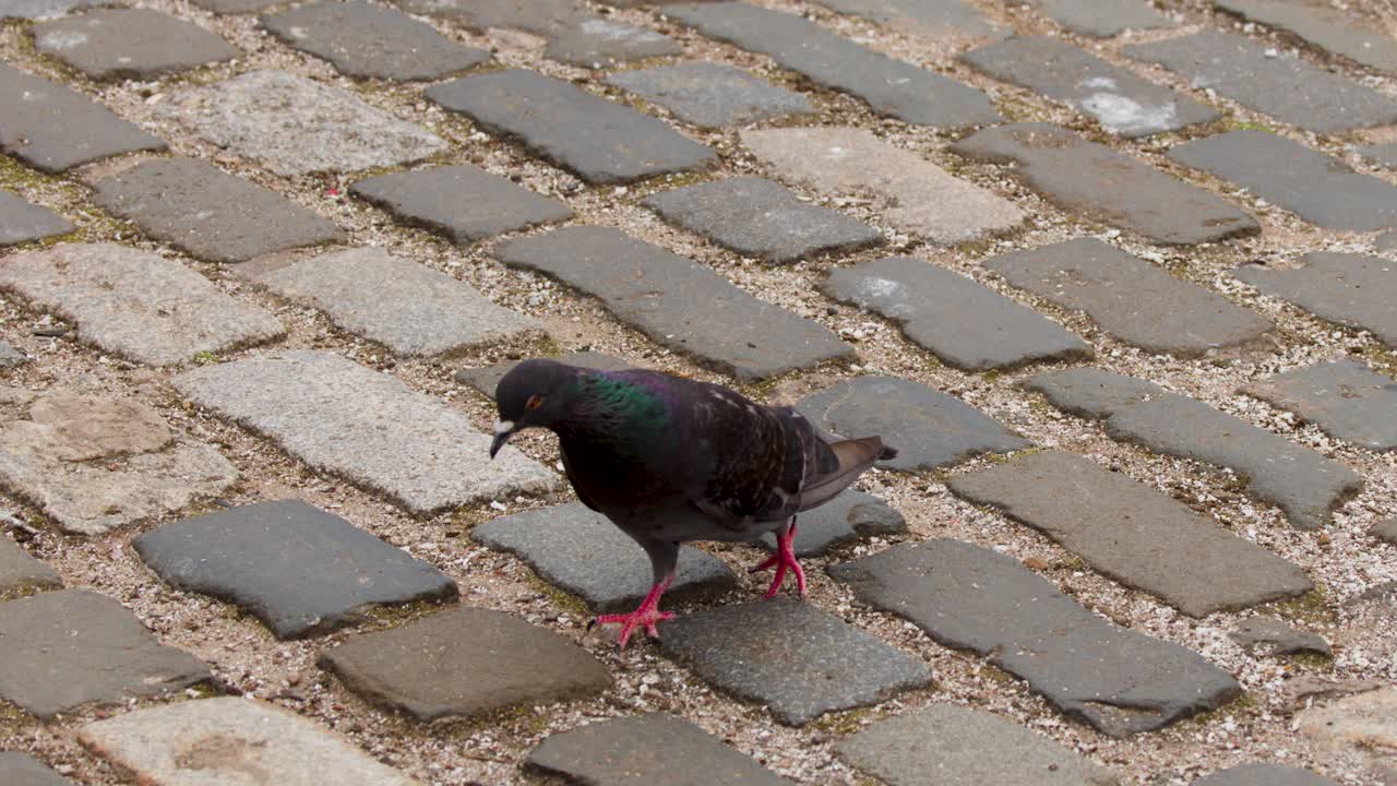 Single pigeon walks across cobblestone pavement in daylight, steady camera, natural outdoor lighting