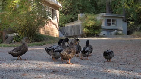 Flock-of-ducks-and-mallards-waddle-away-on-gravel-driveway
