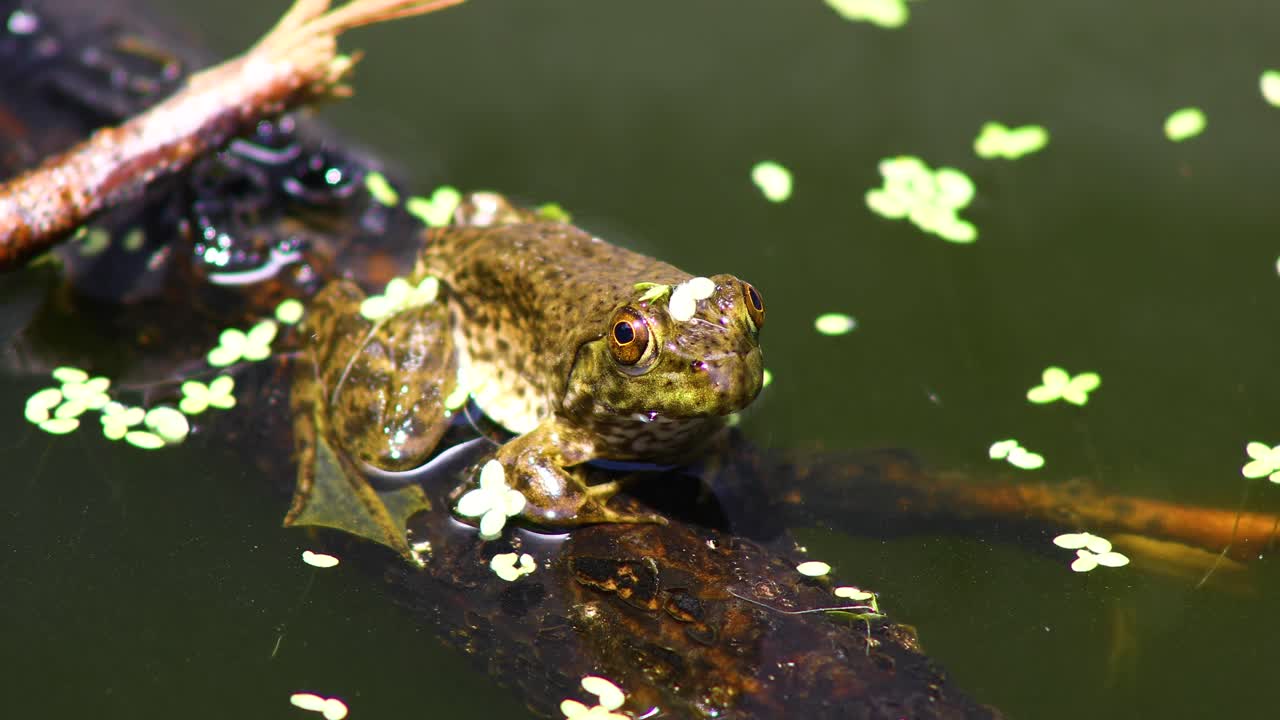 그것에 오리 잡초가있는 나뭇 가지에 어린 녹색 개구리의 정적 비디오