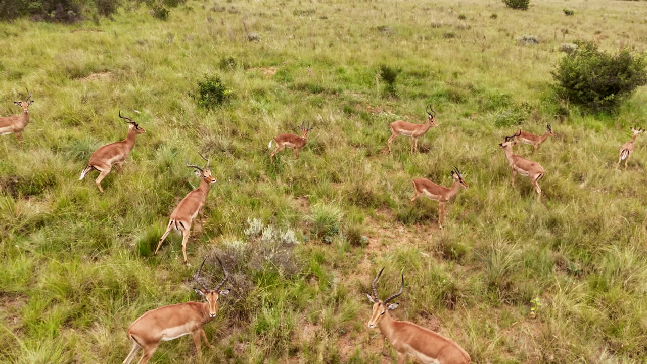 Low aerial over bachelor herd of impalas standing in field with tall grasses