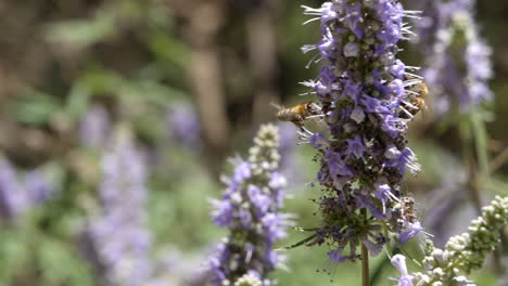 Bestäubungsdienst-Von-Bienen,-Die-Zwischen-Mönchspfefferblüten-Fliegen