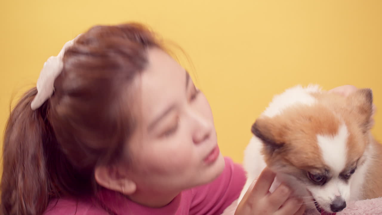 여성들은 밝은 노란색 배경에서 휴식을 취하기 위해 치와와 믹스 포메라니안 개와 노는 동물을 좋아합니다.