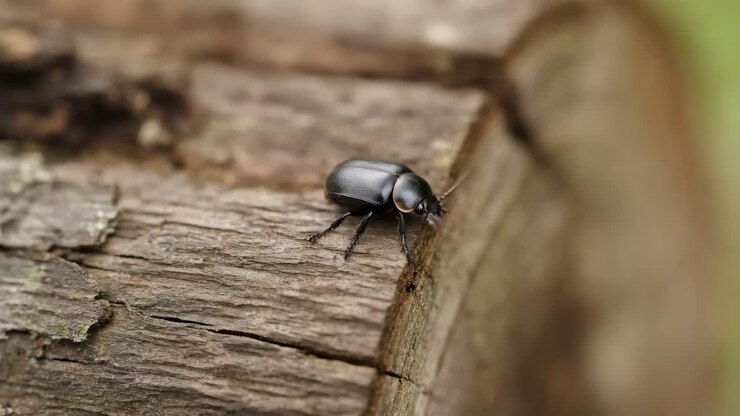 Black Beetle Resting on a Textured Wooden Log