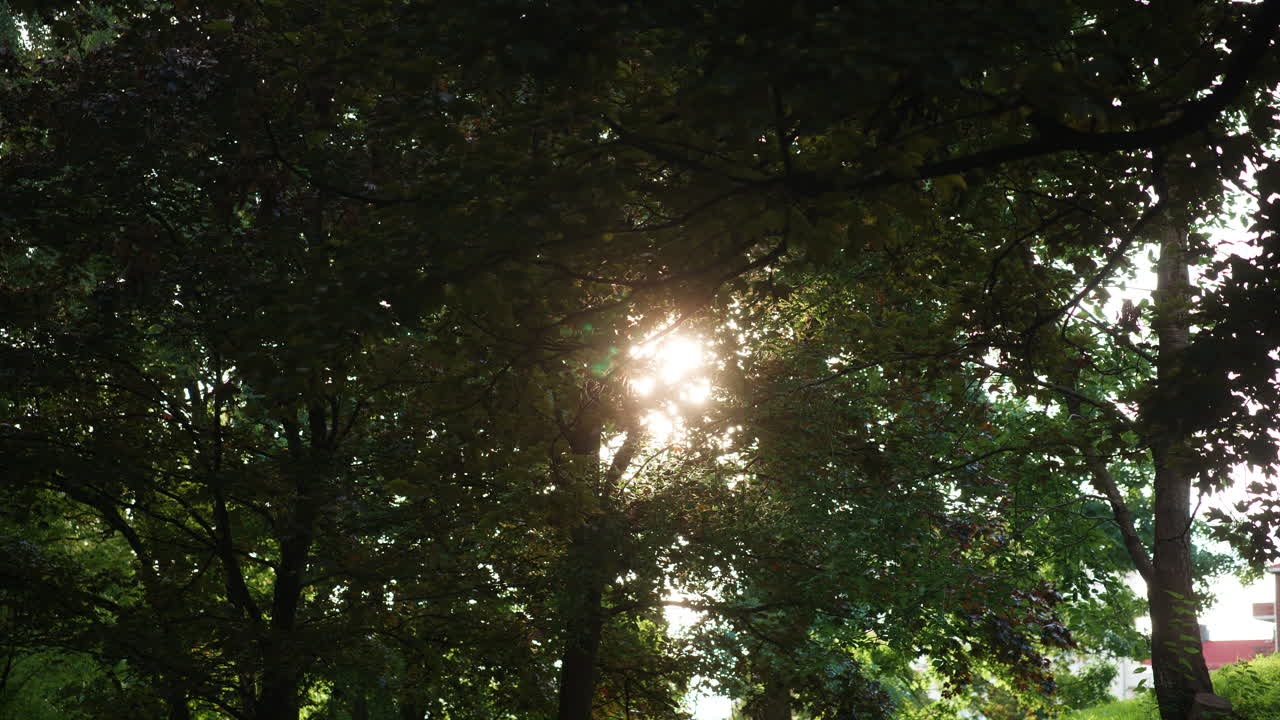 Sun shining through the leaves and the tress on a windy day